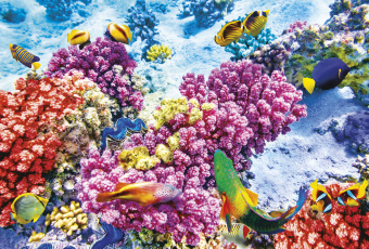 Фрески/Панно ORTOGRAF