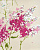 Обои Nina Campbell MONTACUTE