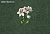 Обои KT Exclusive  Vanilla Lime