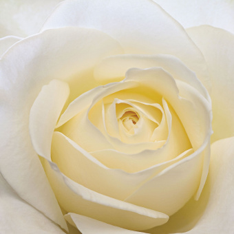 Фрески/Панно ORTOGRAF