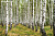 Фрески/Панно PINEGIN Лес и деревья