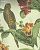 Обои Pierre Frey Boussac Wallpapers I
