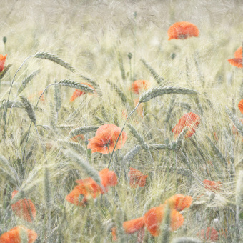 Фотообои Мне обои