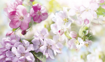 Фрески/Панно ORTOGRAF