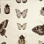 Обои Clarke & Clarke Botanica