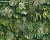 Обои AS Creation GREENERY