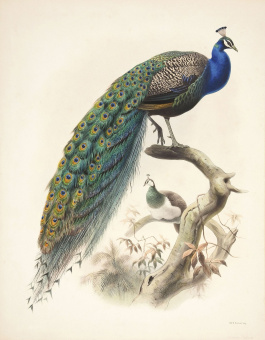 Фрески/Панно ORTOGRAF