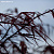 Обои Mr Perswall Photo