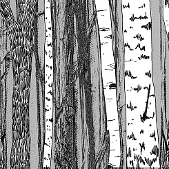 Фотообои Wall Street BERYOZI I VODOPADY