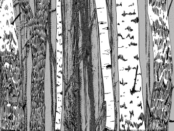 Фотообои Wall Street BERYOZI I VODOPADY