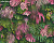 Обои AS Creation GREENERY