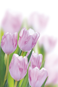 Фрески/Панно ORTOGRAF