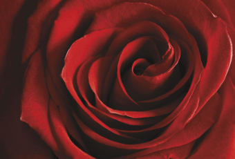 Фрески/Панно ORTOGRAF