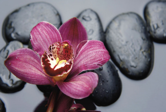 Фрески/Панно ORTOGRAF