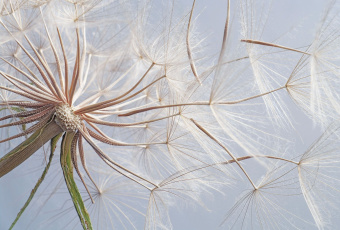 Фрески/Панно ORTOGRAF