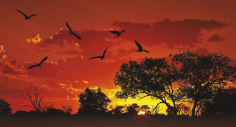 Фрески/Панно ORTOGRAF