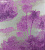 Обои Matthew Williamson SAMANA