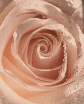 Фрески/Панно ORTOGRAF