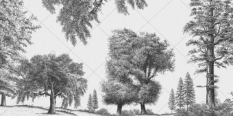 Фотообои My Fresco Природа