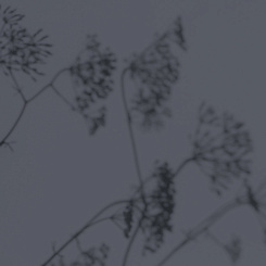 Фотообои Wall Street VETVE 22