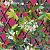 Обои Christian Lacroix Nouveaux Mondes