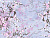 Фотообои Wall Street Sakura