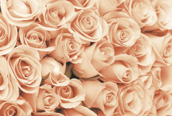 Фрески/Панно ORTOGRAF