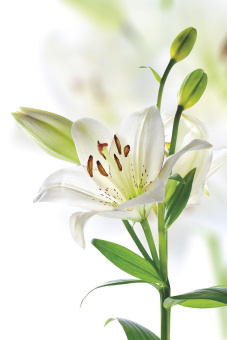 Фрески/Панно ORTOGRAF