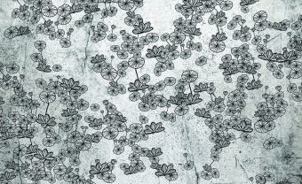  Обои Skinwall Contemporary Collection