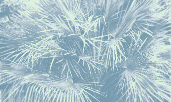 Фотообои Co.De CODE 02