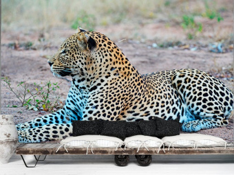 Фотообои Artmegahome Животные