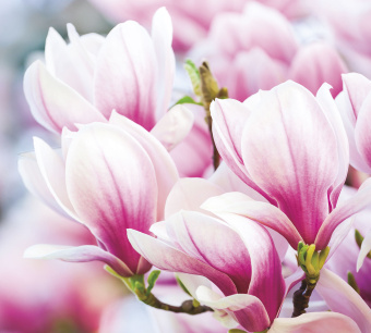 Фрески/Панно ORTOGRAF