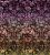 Обои Designers Guild Scenes and Murals II
