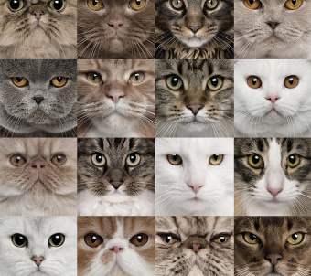 Фрески/Панно Loymina Illusion 2