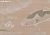 Обои Fromental Modern Chinois