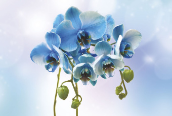 Фрески/Панно ORTOGRAF