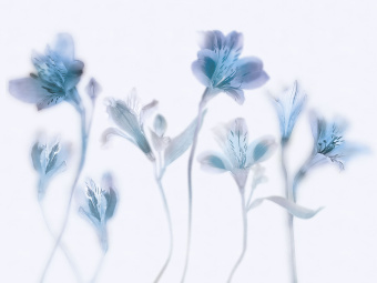 Фрески/Панно ORTOGRAF Vento