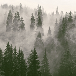 Фотообои Мне обои Фотообои Мне обои