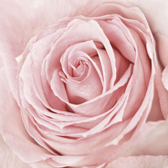 Фрески/Панно ORTOGRAF