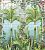 Обои Osborne&Little Mansfield Park