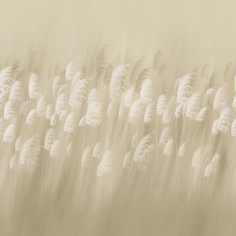 Фрески/Панно ORTOGRAF Flower dreams 2