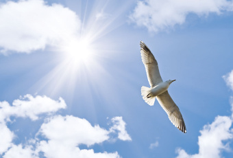 Фрески/Панно ORTOGRAF Небо