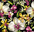 Обои Wallquest English Garden