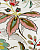 Обои Nina Campbell MONTACUTE