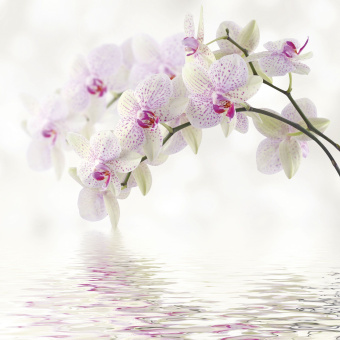 Фрески/Панно ORTOGRAF