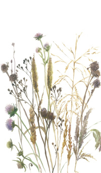 Обои Marburg Boho