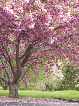 Фрески/Панно ORTOGRAF Парки и Сады