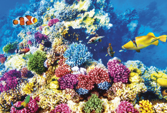 Фрески/Панно ORTOGRAF