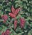 Обои Cole & Son The Pearwood Collection