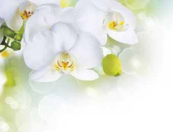 Фрески/Панно ORTOGRAF